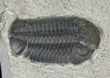 Eldredgeops Trilobite - New York #17533-2